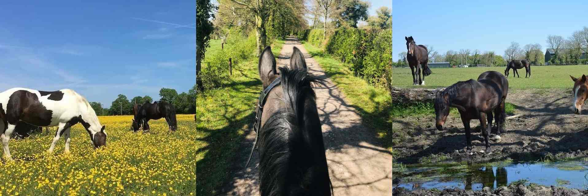 three images of horses