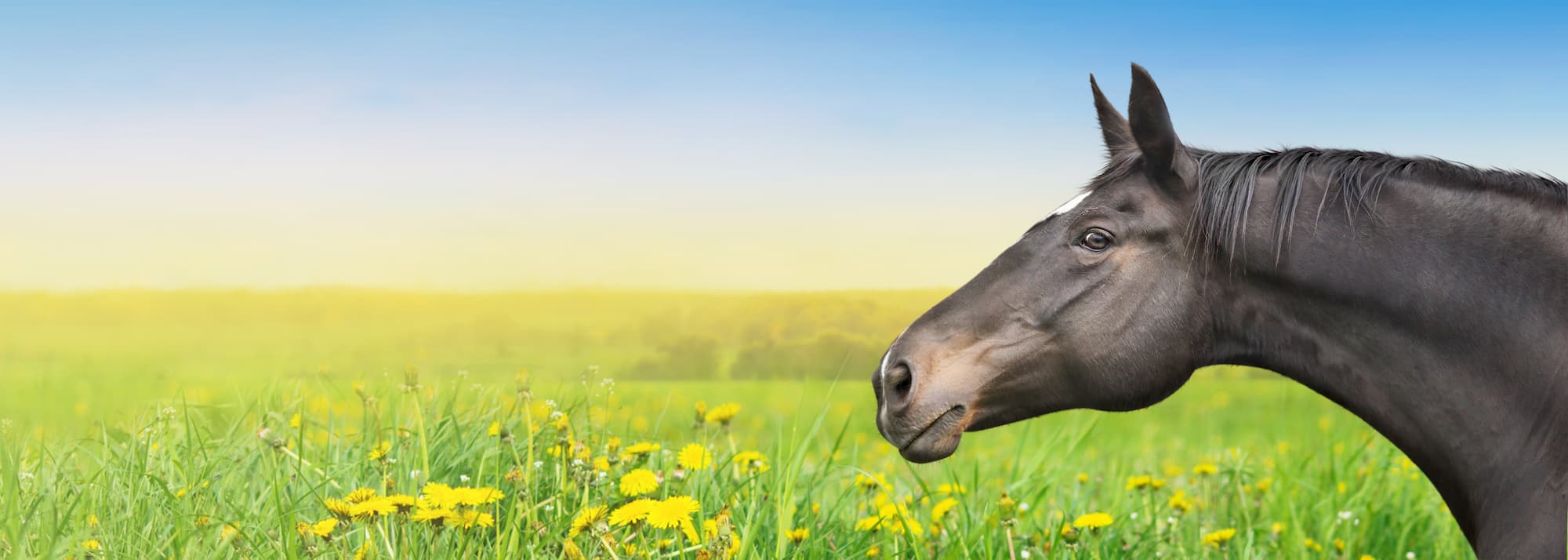 horses-field