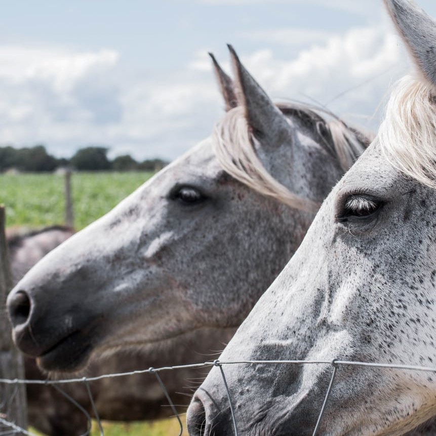 horses-field